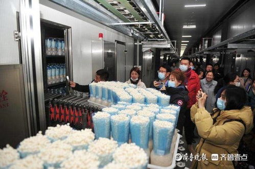 小蘑菇撬動大財富，虛擬就業與生物科技共筑鄒城脫貧路