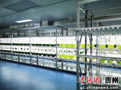 招引活水灌黔地 鄉村振興揚帆起——生物科技賦能貴州鄉村振興的實踐與展望